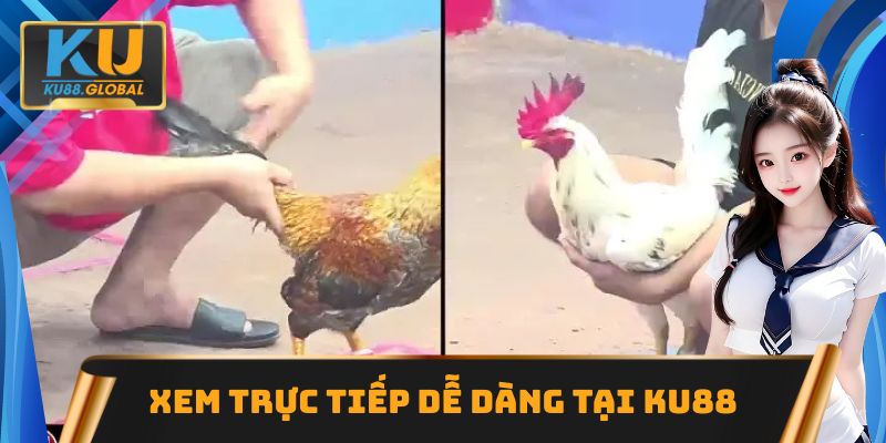 Cách xem trực tiếp dễ dàng tại Ku88