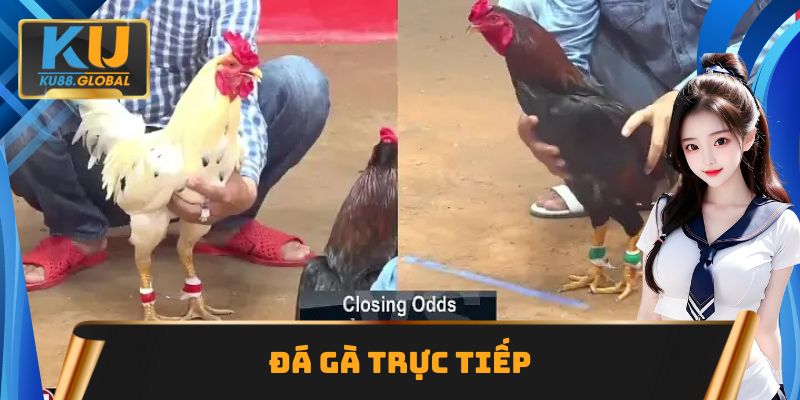 Đá gà trực tiếp Ku88 truyền hình chất lượng Full HD 1 Đá gà trực tiếp