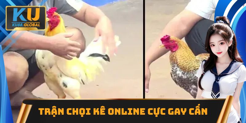 Theo dõi các trận chọi kê online cực gay cấn