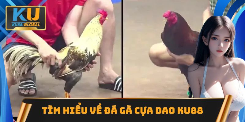 Đá gà cựa dao Ku88 cực hấp dẫn với bảng kèo cực ngon ăn 1 Tìm hiểu loại hình đá gà cựa dao Ku88