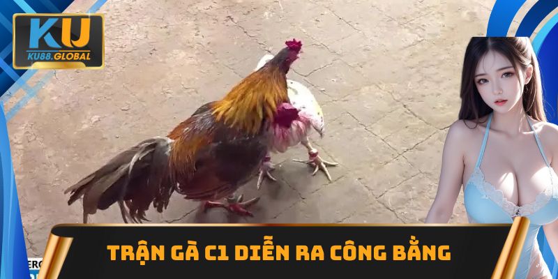 Gà chọi C1 Ku88 đẳng cấp, hấp dẫn nhất tại khu vực châu Á 3 Trận gà C1 diễn ra công bằng, minh bạch